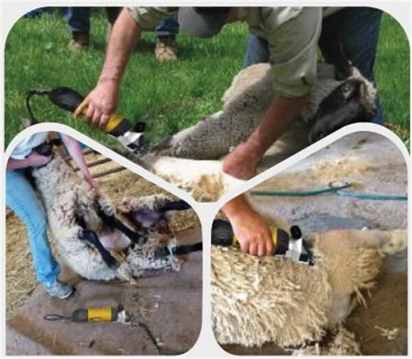 Rtrmax Rtm923 Elektrikli Koyun Kırkma Makinası